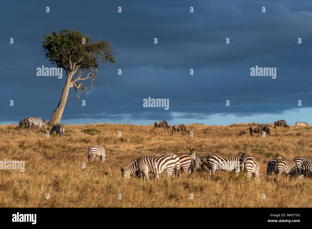 Wunderschöne Landschaften während der großen Migration Saison in Masai Mara triangle Stockfoto