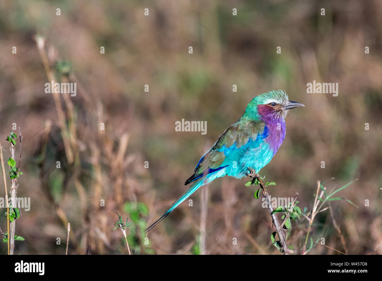 Lilac-breasted Roller an halten zu kleinen Zweig in Masai Mara triangle Stockfoto