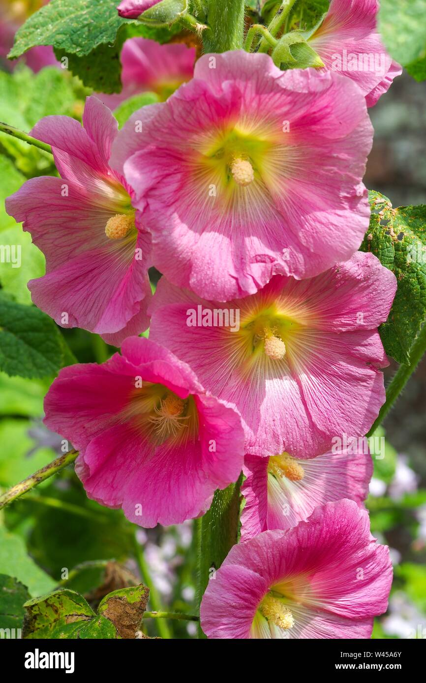 Nahaufnahme von schönen großen, rosa Malve (Alcea) Blumen in einem Garten Stockfoto