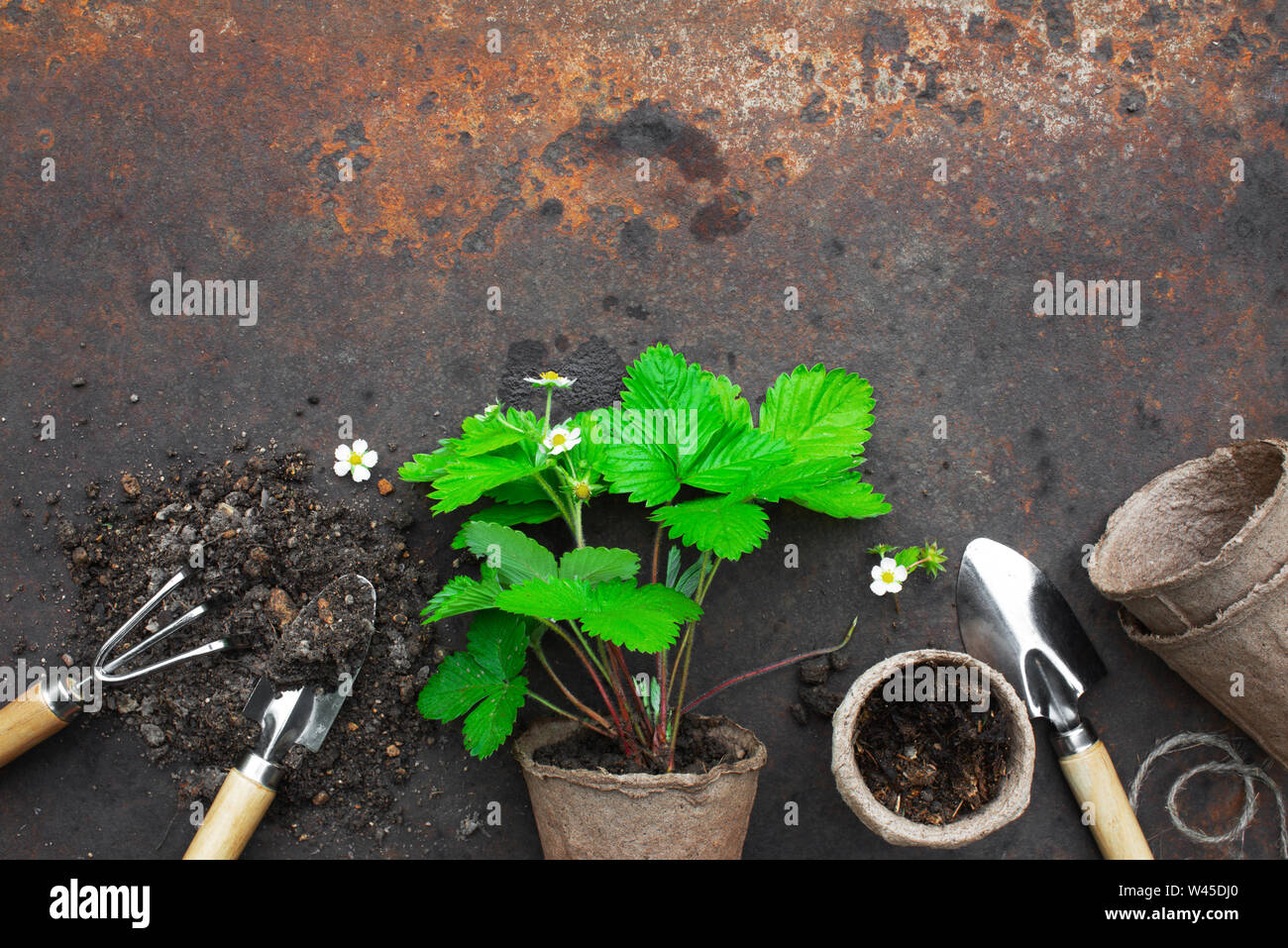 Ökologischer Landbau Hintergrund, Garten Werkzeuge und Anlagen auf das rostige Metall Hintergrund, Ansicht von oben Stockfoto