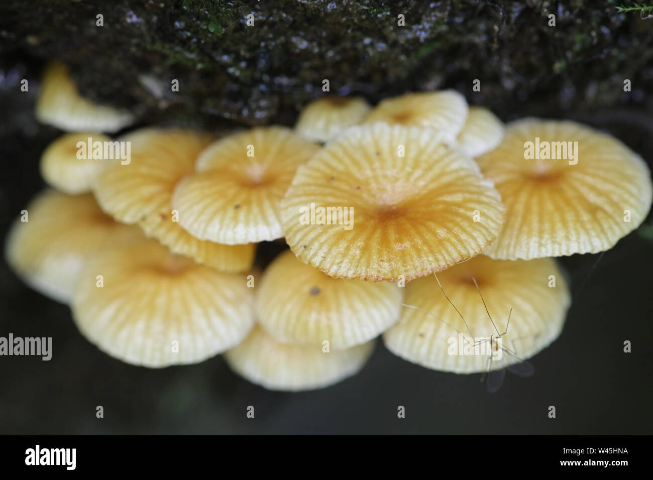 Xeromphalina Campanella, wie Pinewood Gingertail, wilde Pilze aus Finnland bekannt Stockfoto