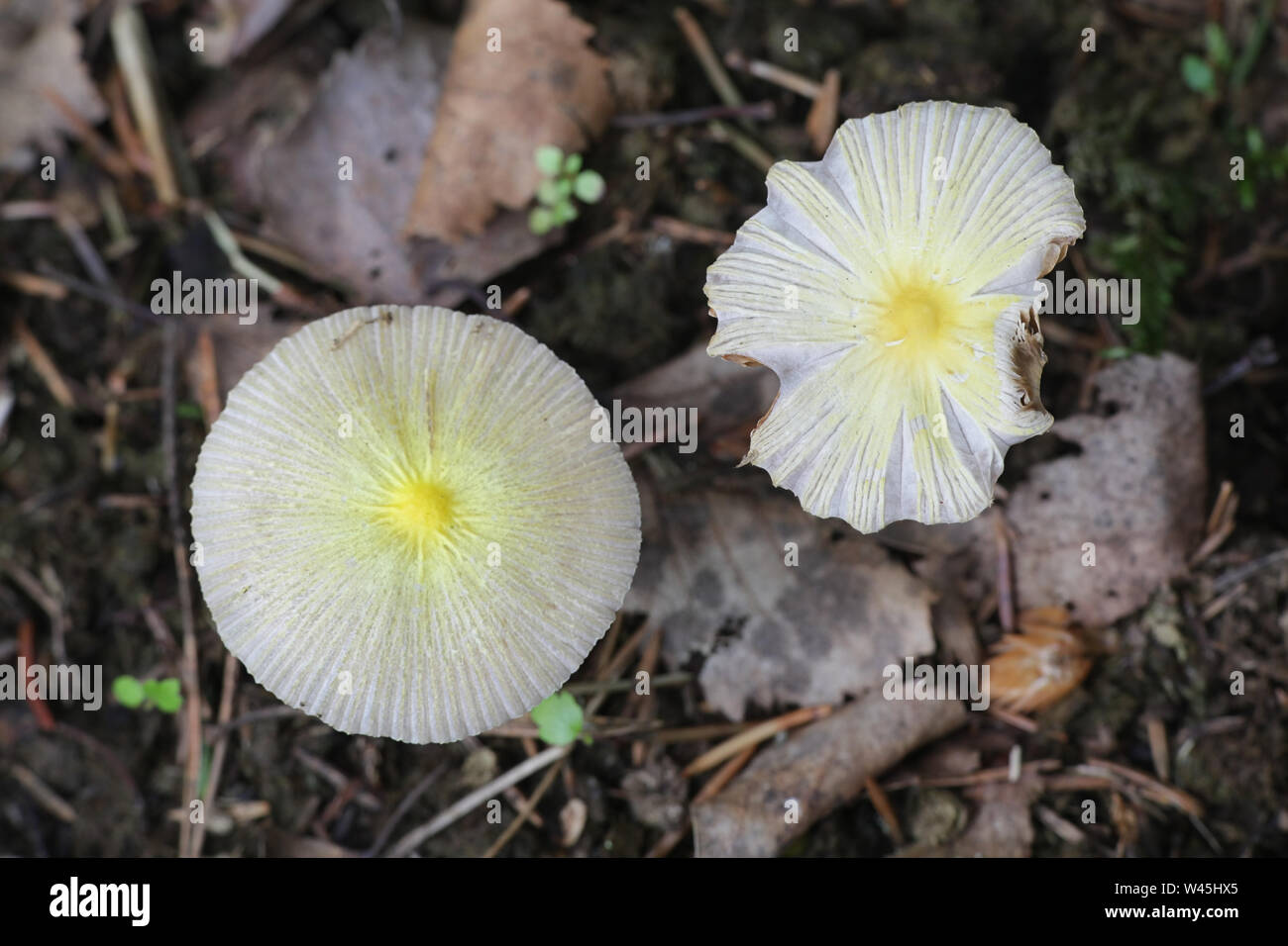 Bolbitius titubans, auch als Bolbitius vitellinus bekannt, die gemeinhin als Gelb Fieldcap oder Eigelb, Fieldcap Wild Mushroom aus Finnland Stockfoto