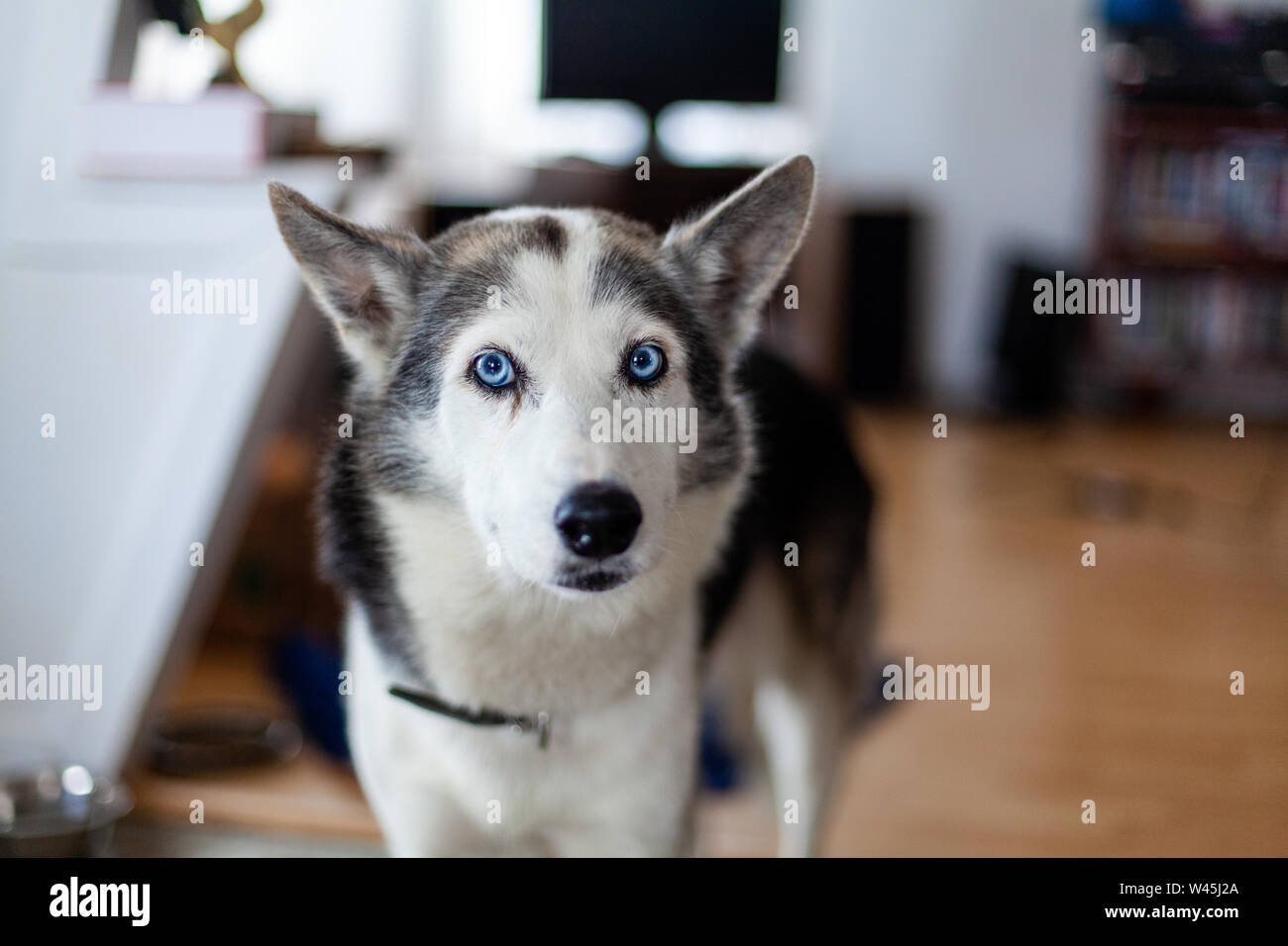 Hund Mit Kurzer Schnauze Stockfotos Und Bilder Kaufen Alamy