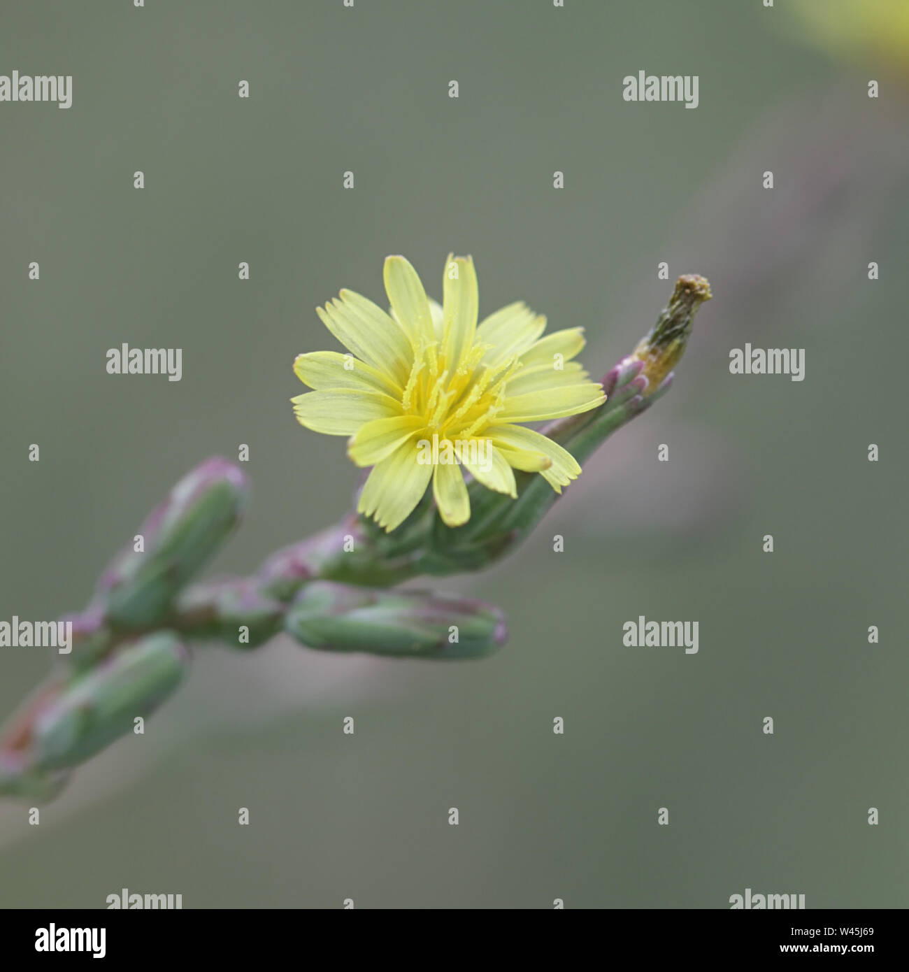 Lactuca serriola, auch genannt Prickly lettuce, Mariendistel und Kompass Pflanze, wird geglaubt, der Ursprung der modernen Anbau Kopfsalat zu werden. Stockfoto