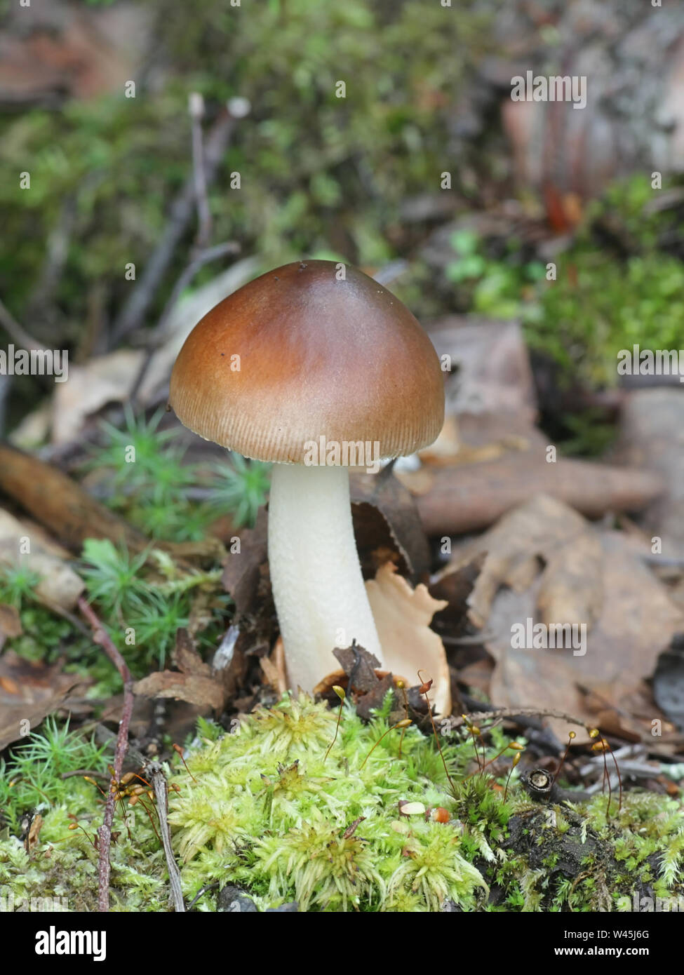 Amanita fulva, gemeinhin als tawny Grisette, wilde Pilze aus Finnland Stockfoto