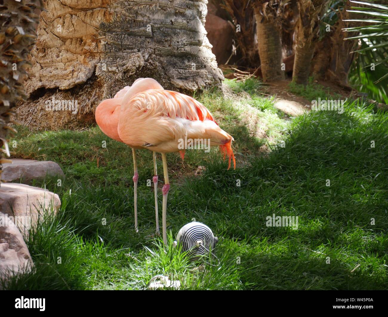 Zwei Flamingos in einem Garten Park stehend mit Köpfen aus der Ansicht ausgeblendet Stockfoto