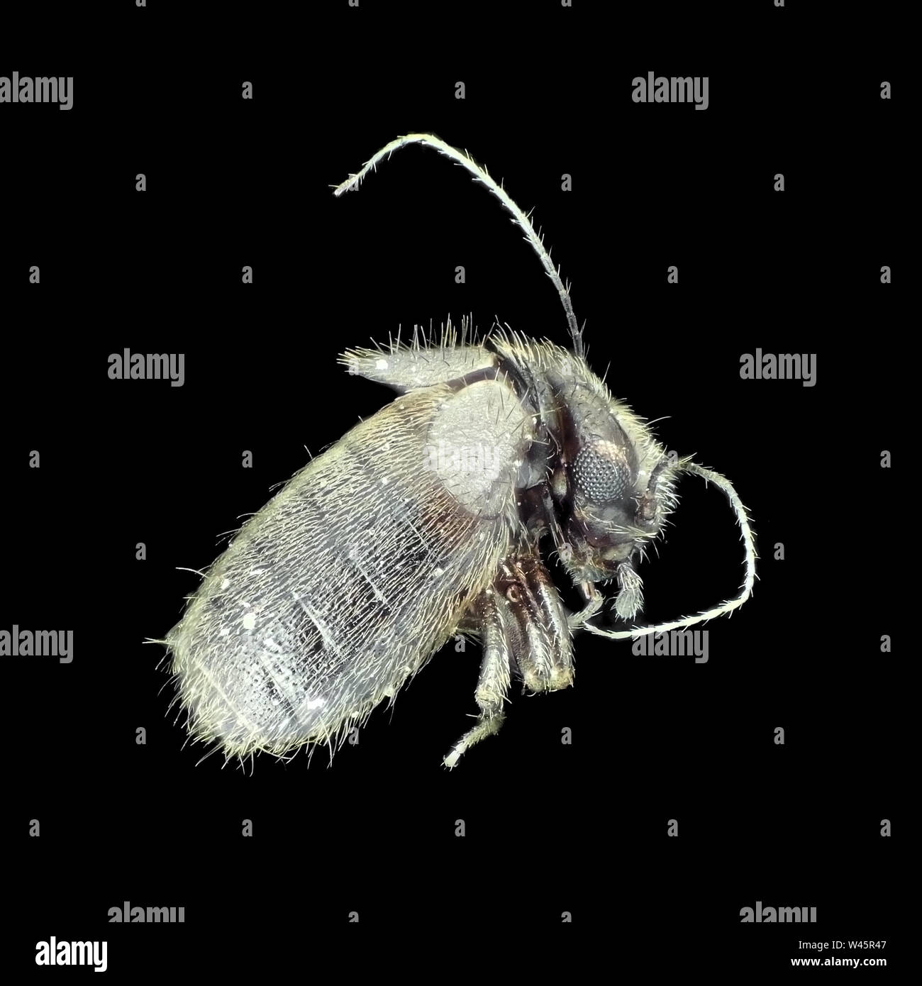 Ungewöhnliches Insekt unter dem Mikroskop, wahrscheinlich Ordnung Psocoptera, etwa 1,5 mm lang Stockfoto