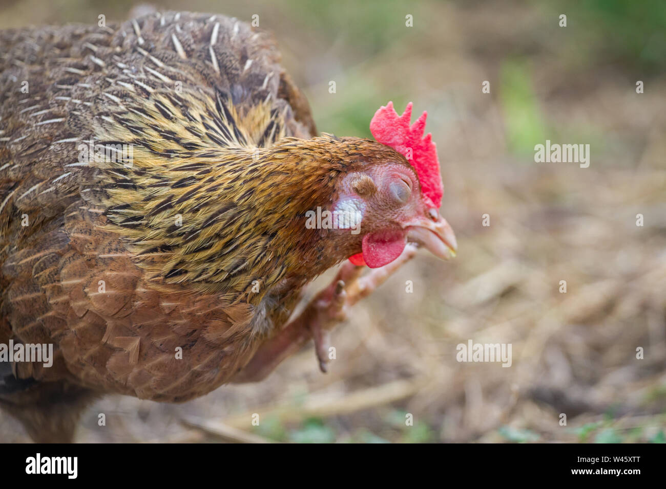 Hen kratzen sich (Stoapiperl/Steinhendl, einer vom Aussterben bedrohten Rasse Huhn aus Österreich) Stockfoto