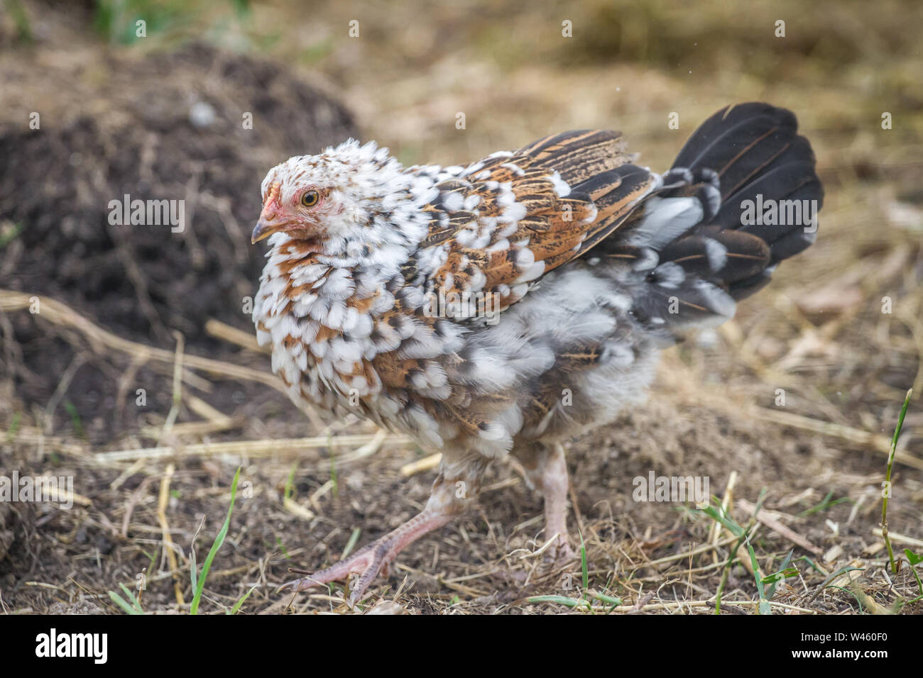 Junges Huhn sich schütteln (Stoapiperl/Steinhendl, einer vom Aussterben bedrohten Rasse Huhn aus Österreich) Stockfoto