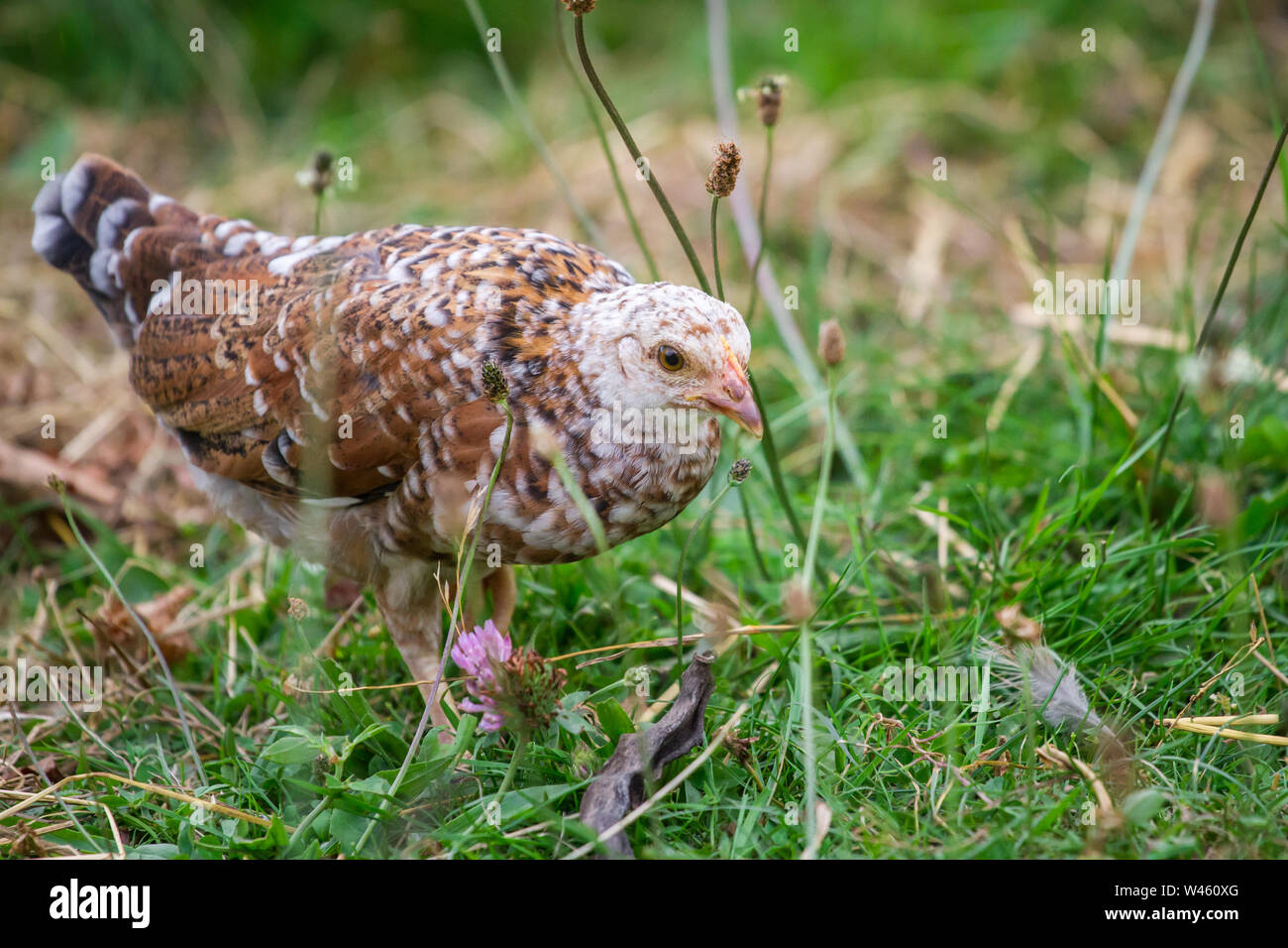 Junges Huhn der Rasse Stoapiperl/Steinhendl, einer vom Aussterben bedrohten Rasse Huhn aus Österreich Stockfoto