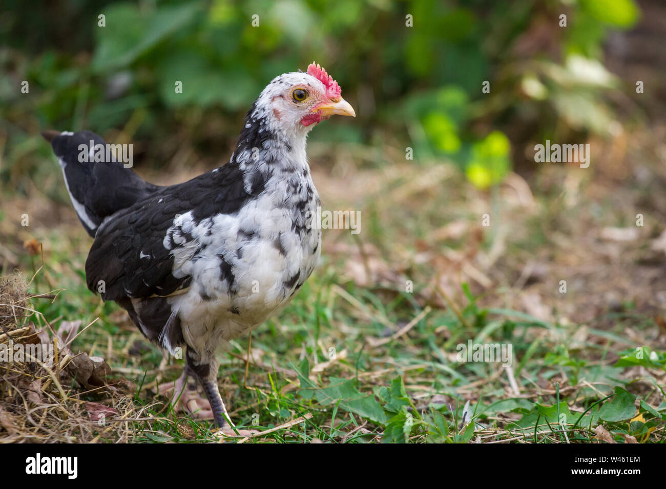 Junges Huhn der Rasse Stoapiperl/Steinhendl, einer vom Aussterben bedrohten Rasse Huhn aus Österreich Stockfoto