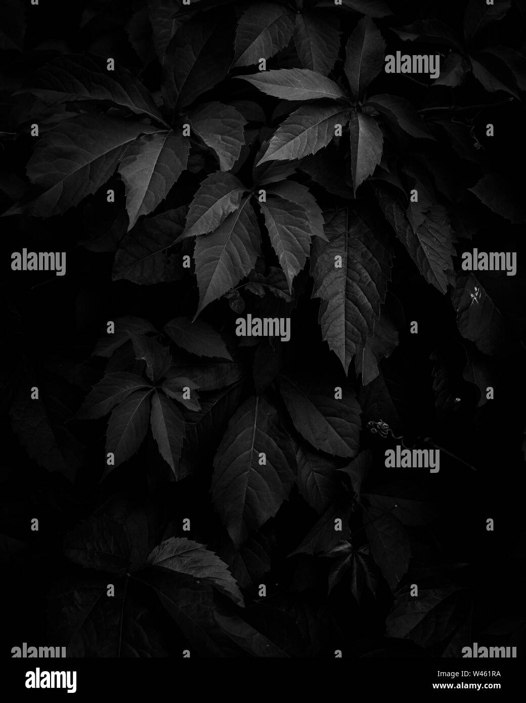 Schwarze und weiße Blätter Erstellen eines reibungslosen und interessanten Hintergrund. Stockfoto