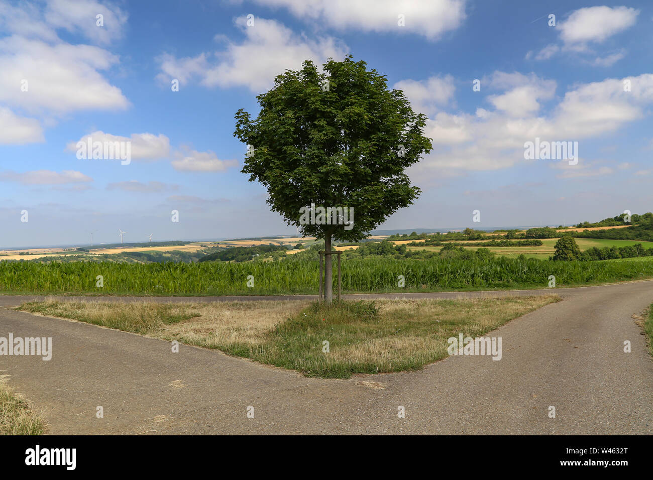 Grüner Baum steht an einem Scheideweg. Stockfoto