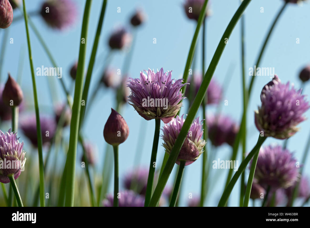 Blühende Schnittlauch (Allium schoenoprasum). Eine essbare Arten der ... Blühende Schnittlauch (Allium schoenoprasum). Eine essbare Arten der ...