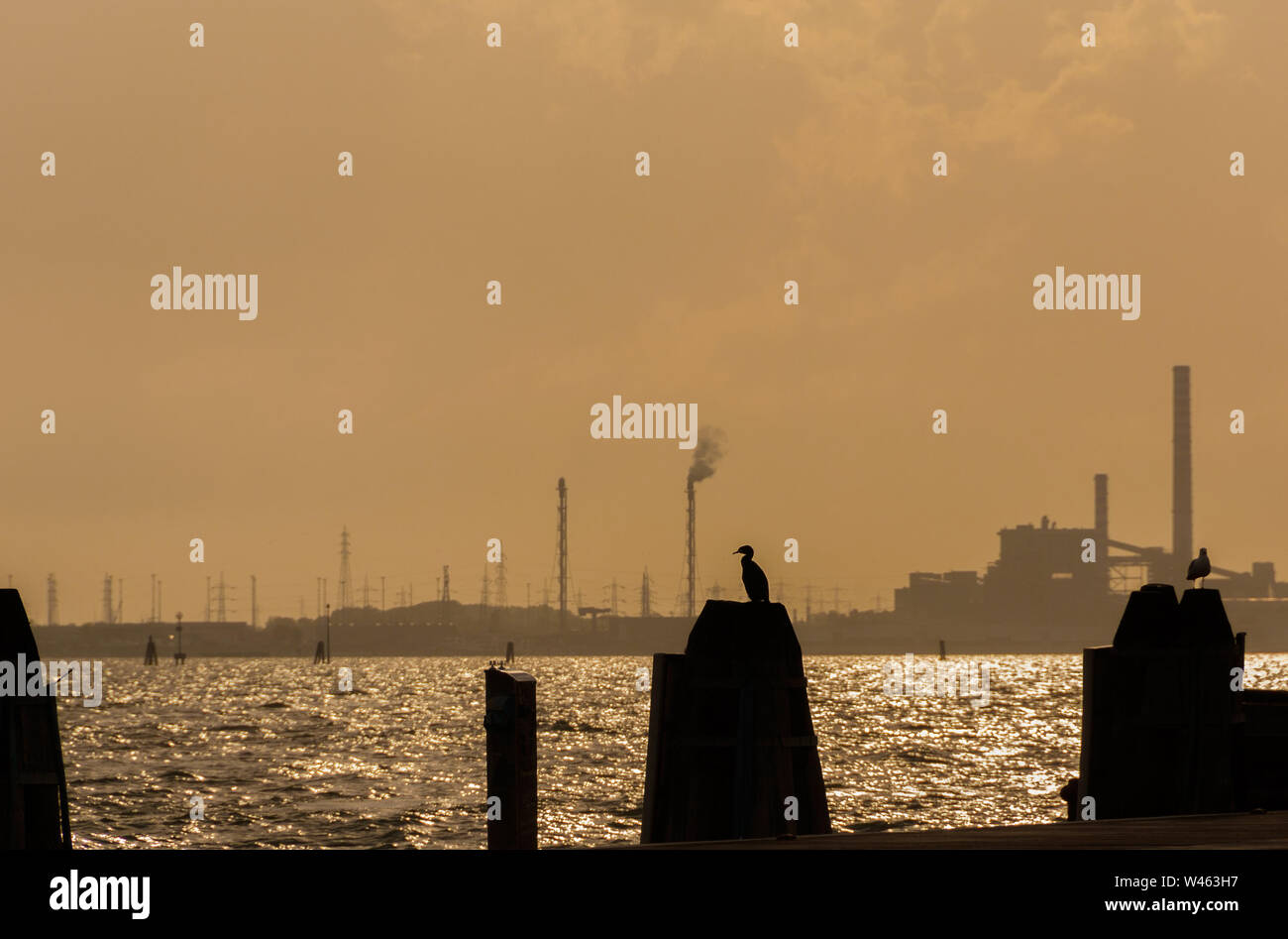 Natürliche Umwelt und Verschmutzung in der Lagune von Venedig. Ein cormoran schaut auf das Industriegebiet von Porto Marghera Stockfoto