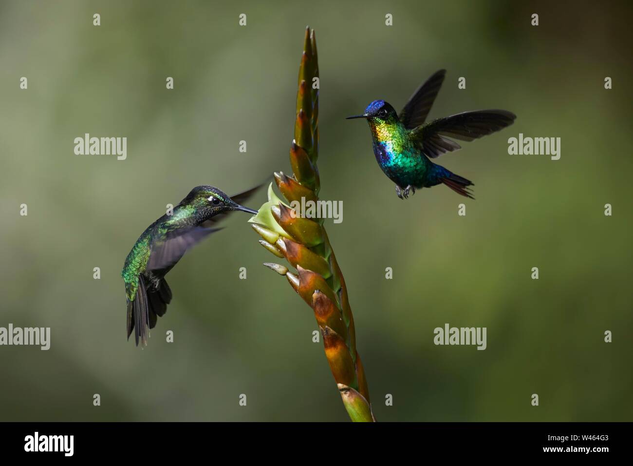 Herrliche Kolibri (Eugenes fulgens), männlich, und feurig-throated hummingbird (Panterpe insignis), männlich, das Sammeln von Nektar auf Blume, Provinz Stockfoto