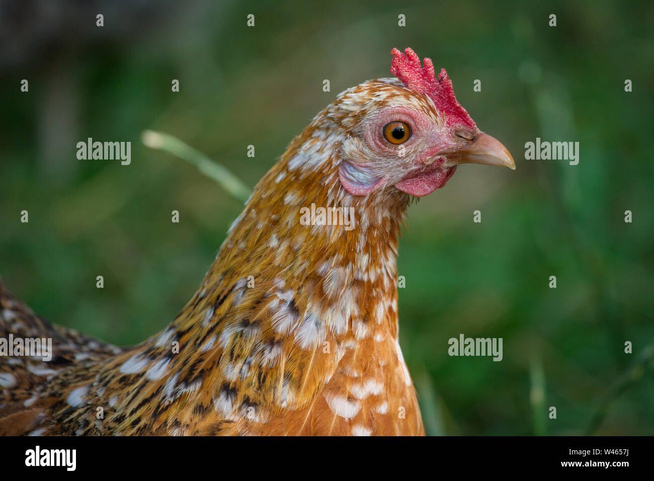 Free Range Huhn (Stoapiperl/Steinhendl, einer vom Aussterben bedrohten Rasse Huhn aus Österreich) Stockfoto