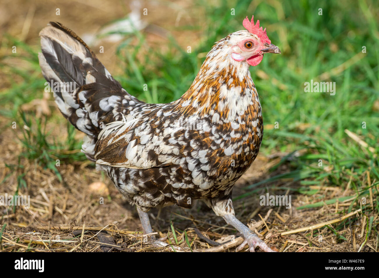 Free Range Huhn (Stoapiperl/Steinhendl, einer vom Aussterben bedrohten Rasse Huhn aus Österreich) Stockfoto