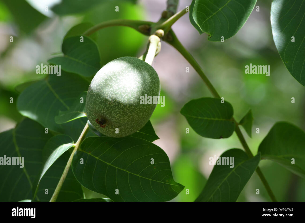 Grüne Walnüsse in einem Hain in der Nähe von Nuratau Sentyob Dorf in den Bergen, zentralen Usbekistan Stockfoto