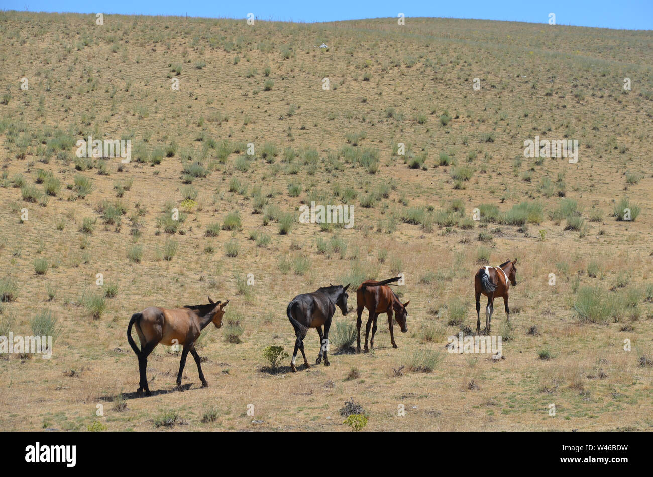Wilde Pferde in einer Hochebene von Nuratau-Kyzylkum Biosphärenreservat, zentrale Usbekistan Stockfoto