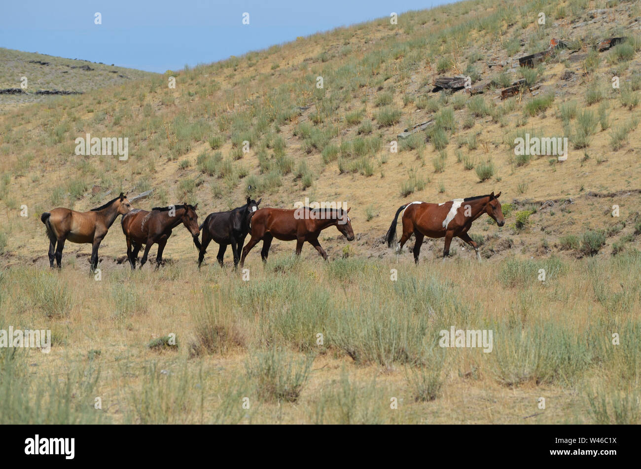 Wilde Pferde in einer Hochebene von Nuratau-Kyzylkum Biosphärenreservat, zentrale Usbekistan Stockfoto
