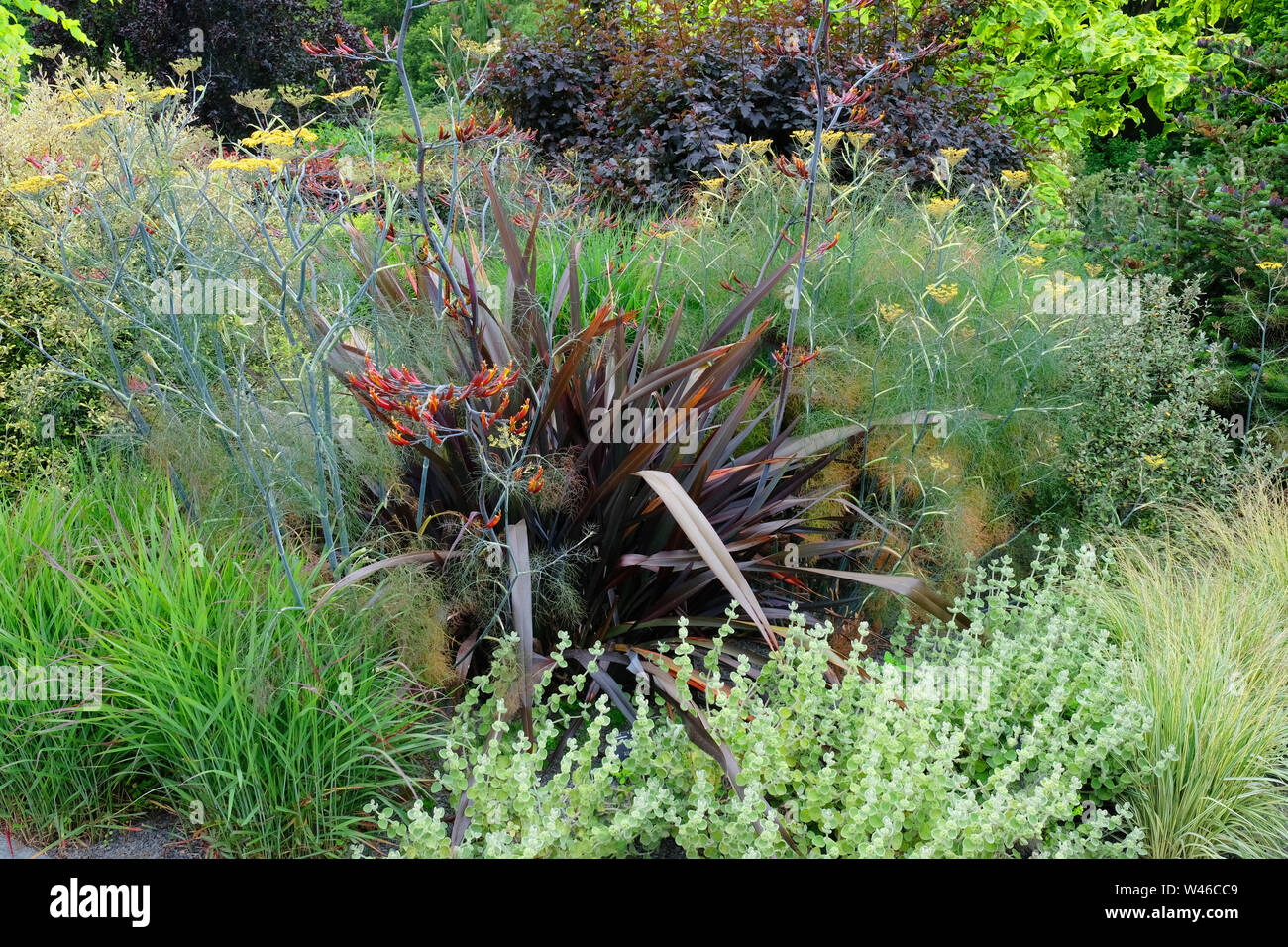 Phormium Tenax alle Schwarzen wächst in einem englischen Country Garden Blumenbeet - Johannes Gollop Stockfoto