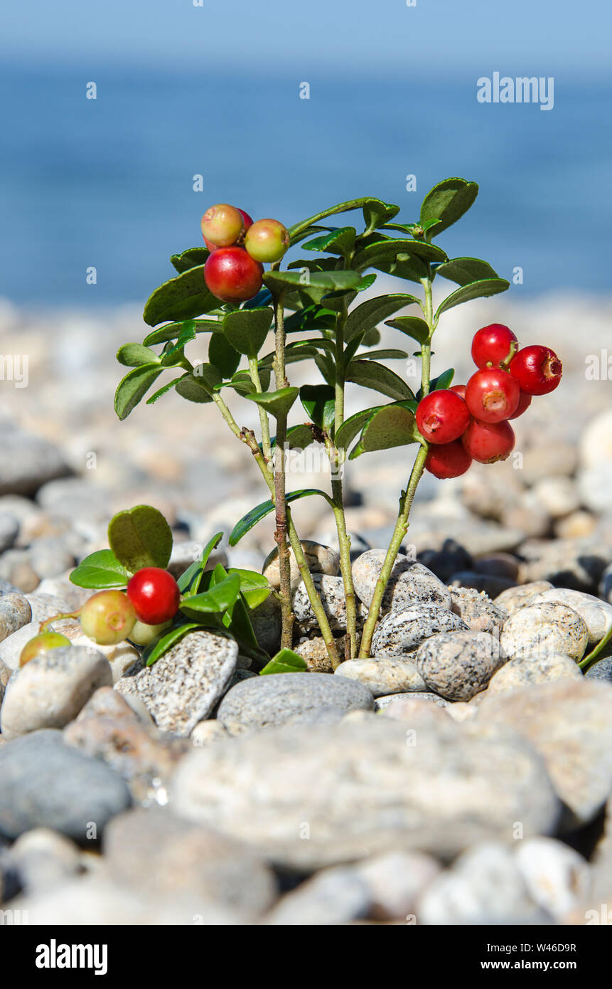 Cranberry mit Blättern wächst in die Steine in der Nähe von Wasser Stockfoto