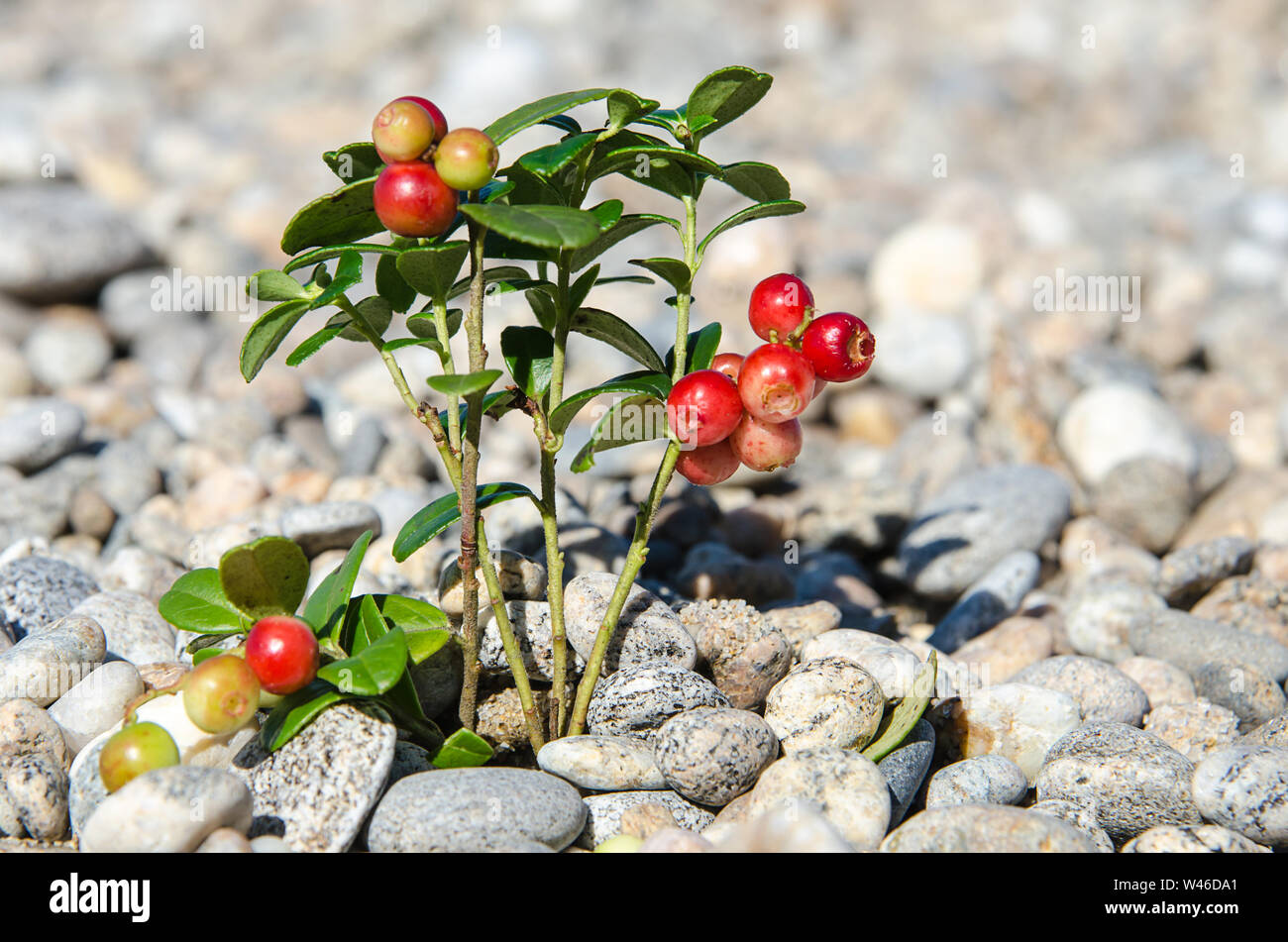 Cranberry mit Blättern wächst in die Steine Stockfoto
