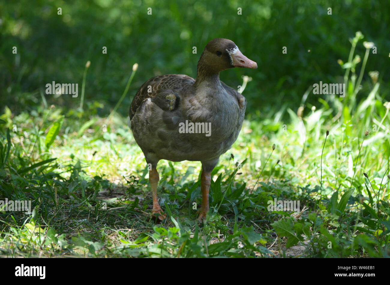 Hausgänse in einem Obstgarten in Nuratau Uhum Dorf, in den Bergen Stockfoto