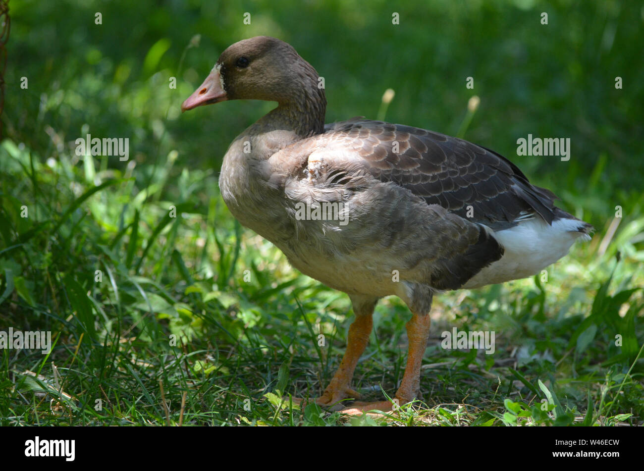 Hausgänse in einem Obstgarten in Nuratau Uhum Dorf, in den Bergen Stockfoto