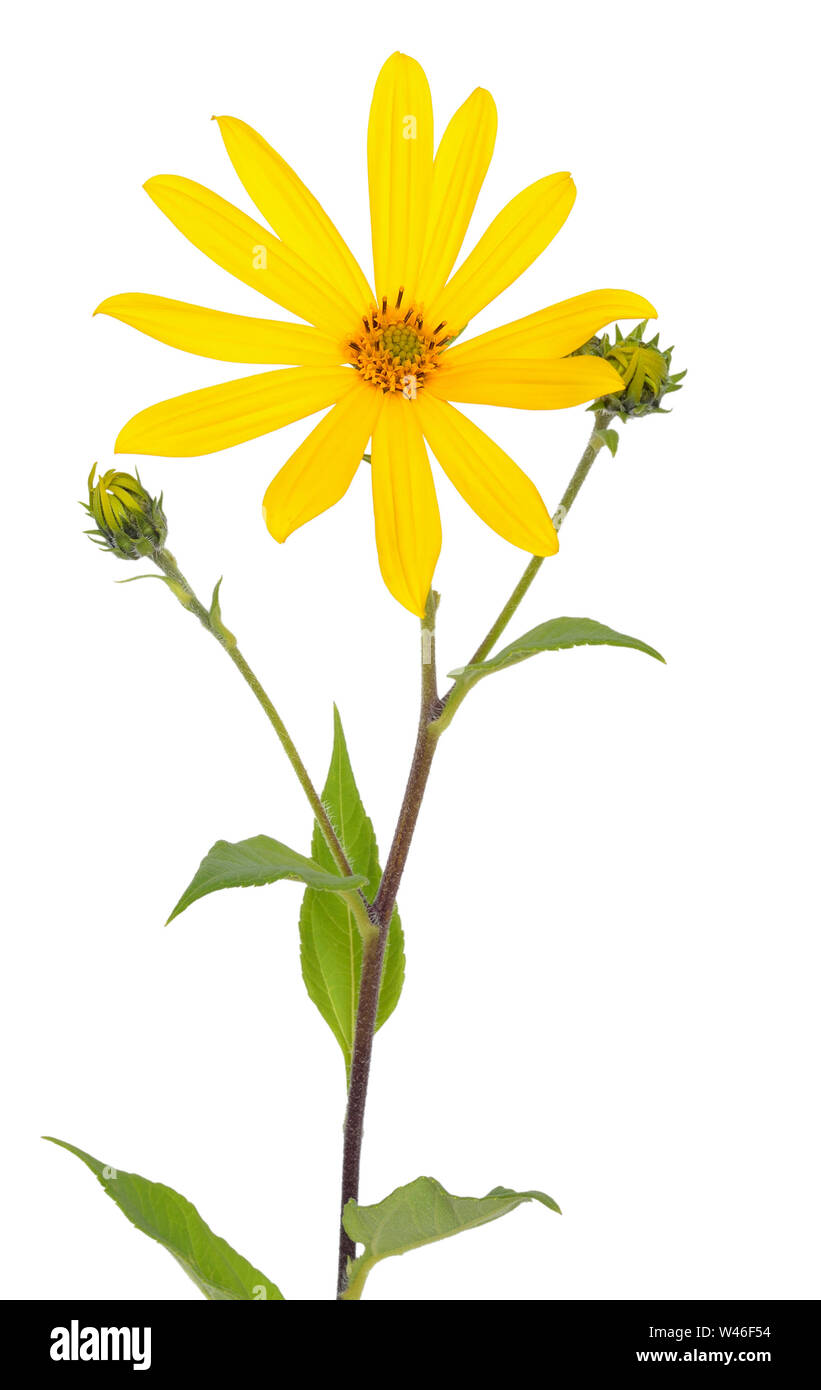 Topinambur (Helianthus tuberosus) Blumen auf weißem Hintergrund Stockfoto