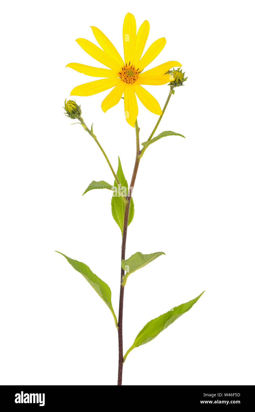 Topinambur (Helianthus tuberosus) Blumen auf weißem Hintergrund Stockfoto