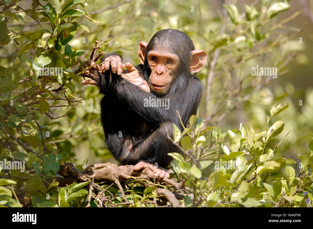 Schimpanse, Pan troglodytes, Chimfunshi, Sambia Stockfoto