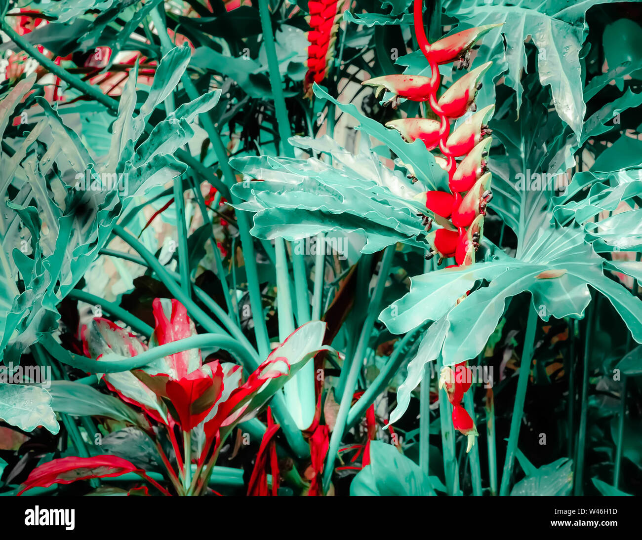 Erstaunlich, tropischen Pflanzen und heliconia Blumen in Fantasy Regenwald Stockfoto