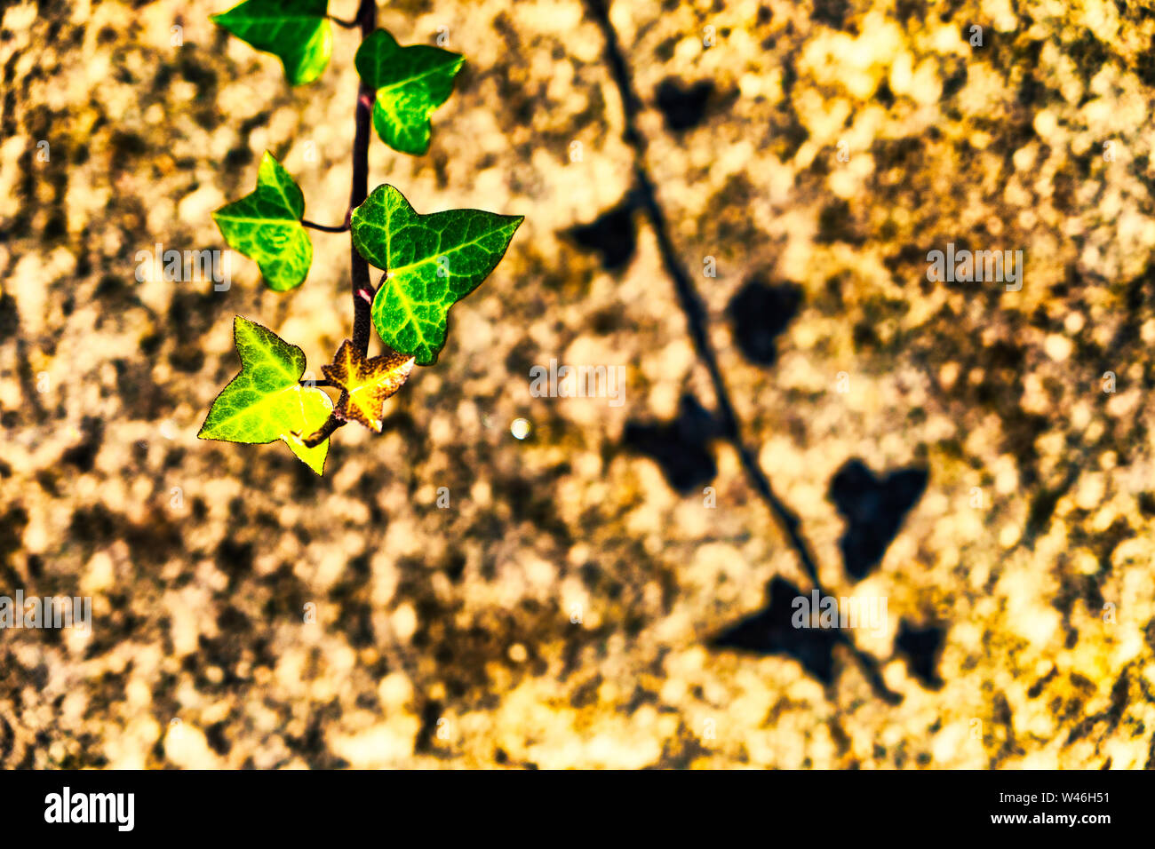 Detail von einem grünen Blatt wirft einen Schatten auf die Wand Stockfoto