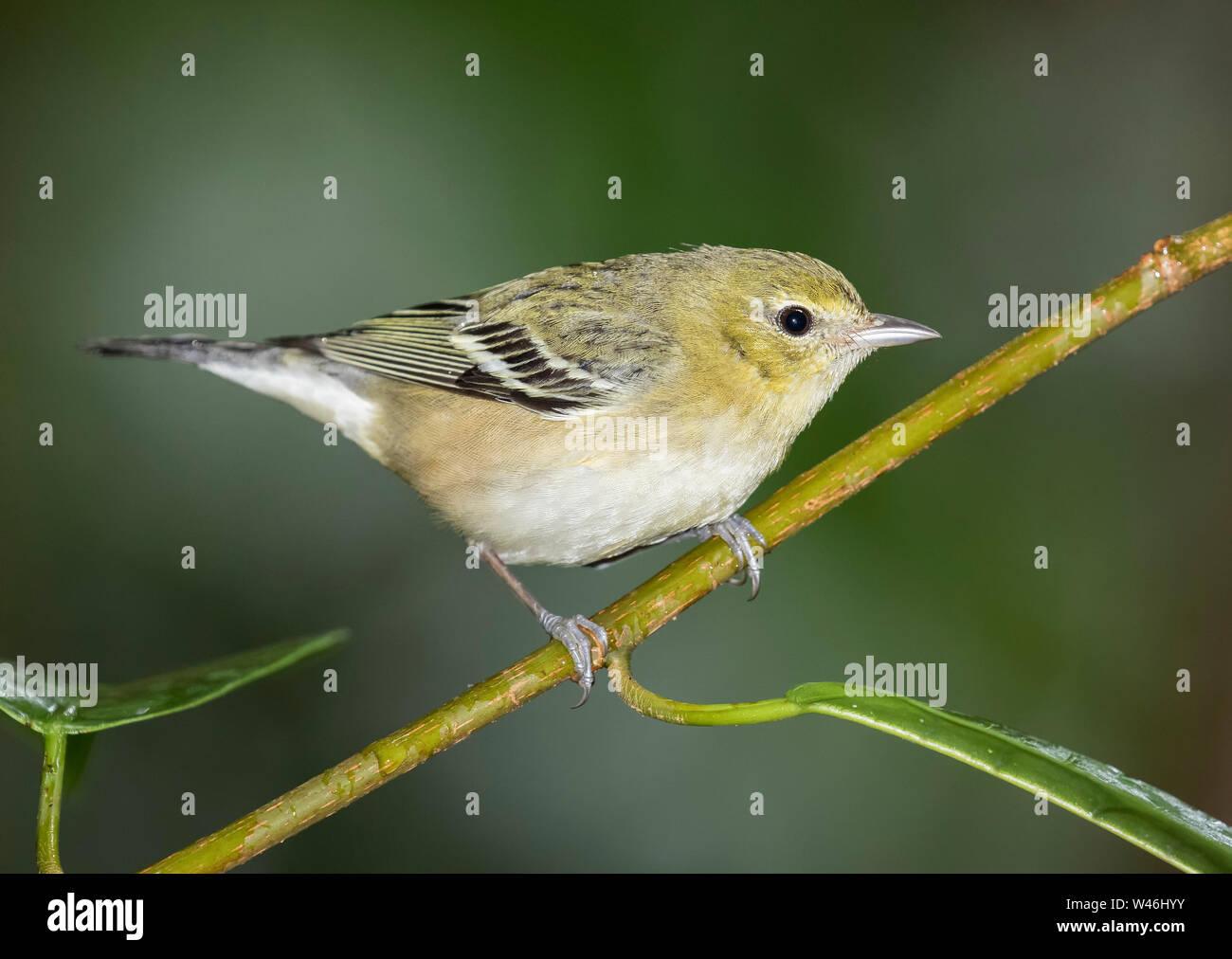 Bucht Breasted Warbler Stockfoto