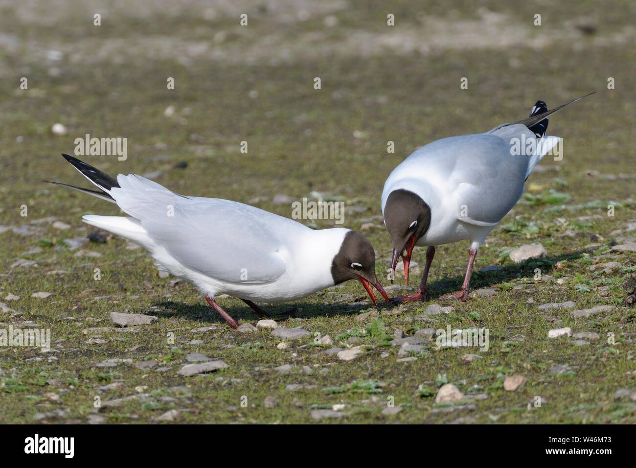 Lachmöwe (Chroicocephalus ridibundus) Männliche regurgitating Essen für seine Gehilfen auf ihrem Gebiet am Rande eines Sees, Gloucestershire, VEREINIGTES KÖNIGREICH Stockfoto