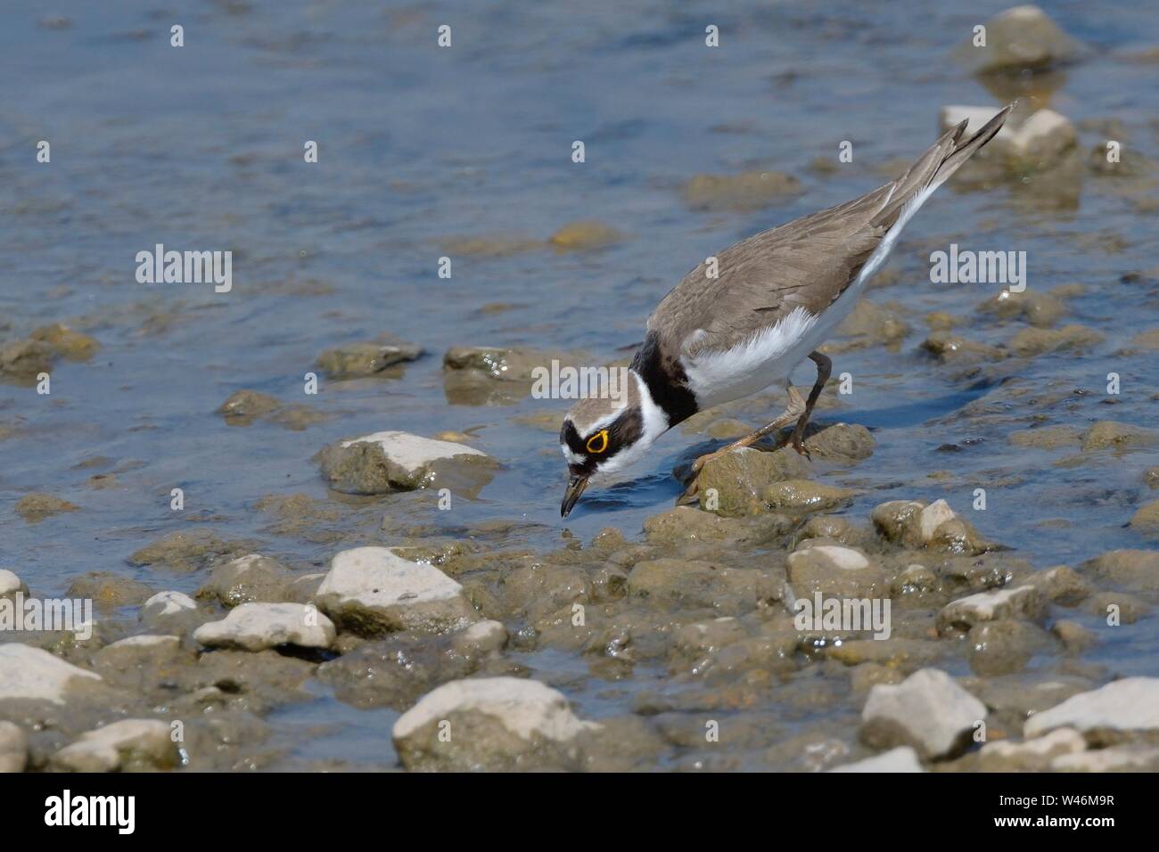 Flussregenpfeifer (Charadrius dubius) Futter für Wirbellose Nahrung auf den schlammigen Dumpingspannen ein Süßwassersee, Gloucestershire, UK, April. Stockfoto