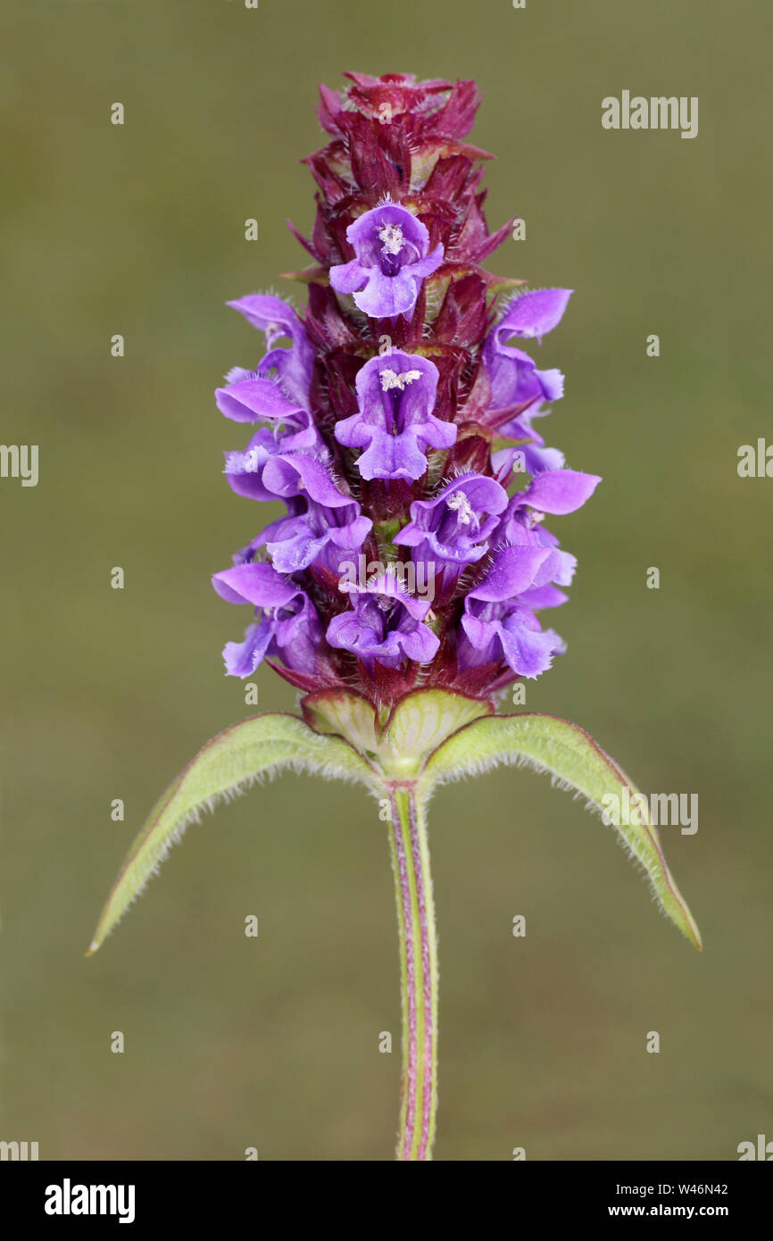 Selbst heilen Prunella vulgaris Stockfoto