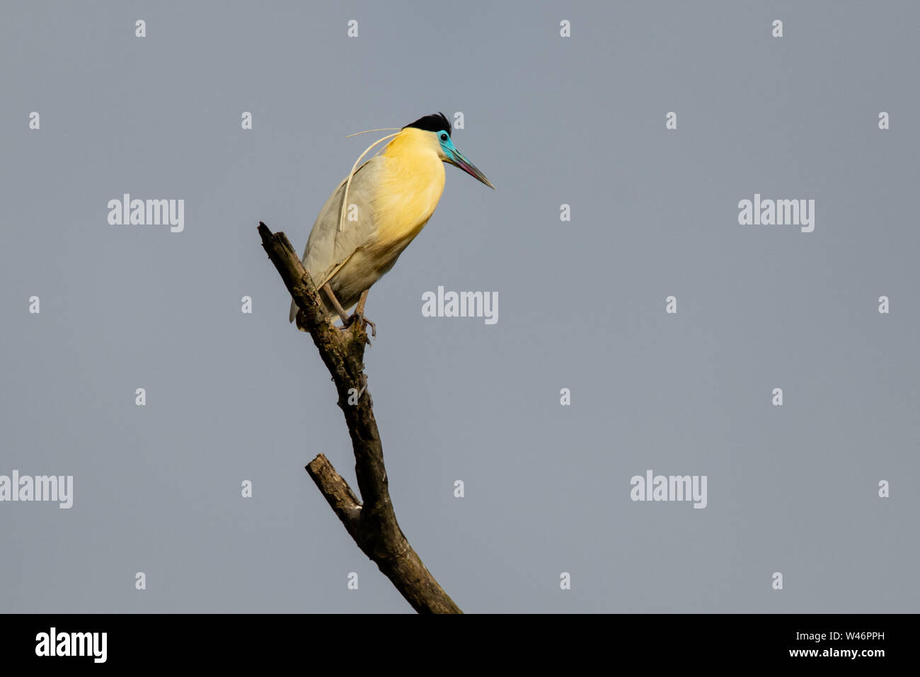 Heron (Pilherodius pileatus begrenzt) im Peruanischen Amazonas Stockfoto