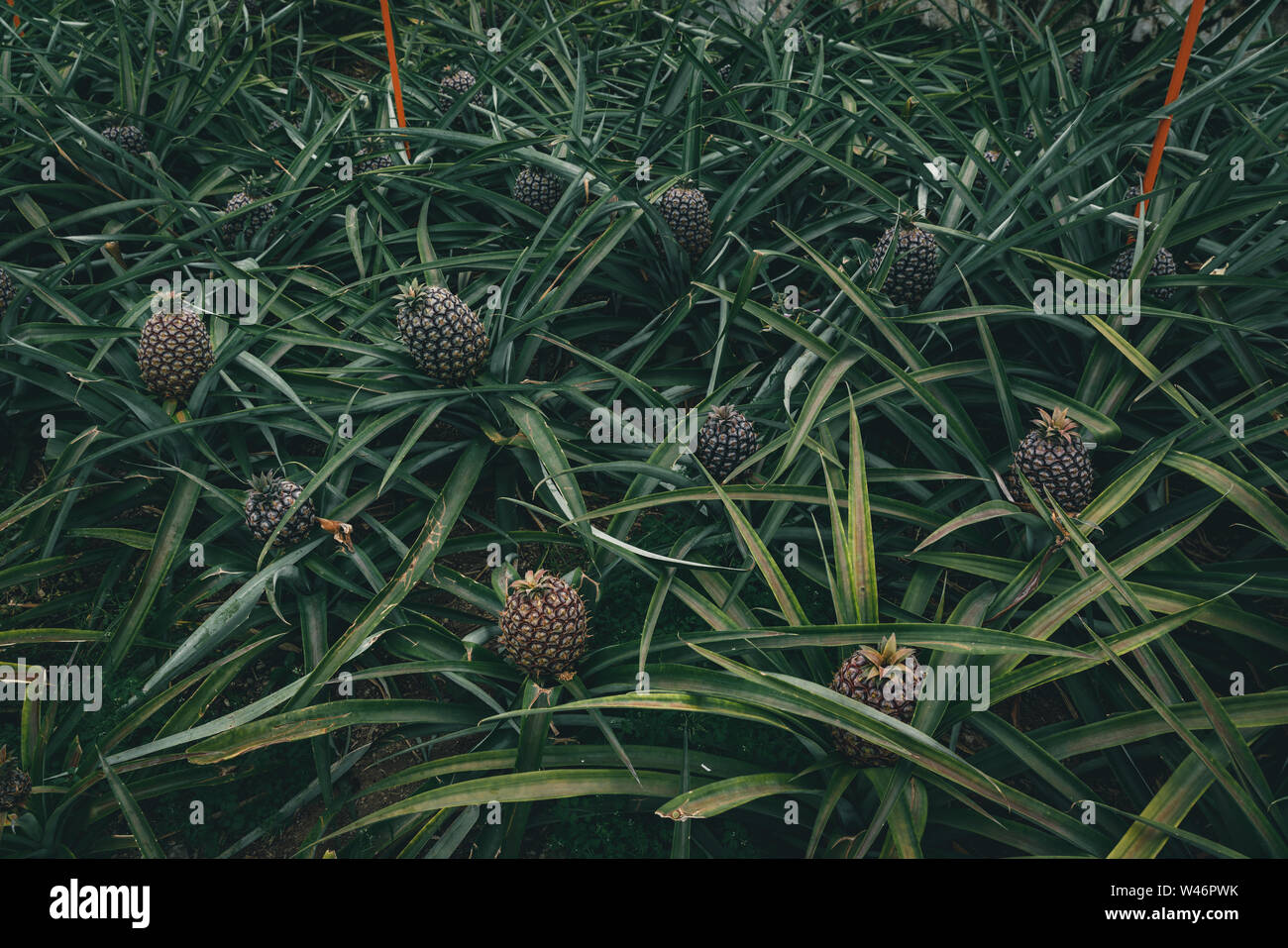 Reihen von Ananas Pflanze in der Plantage, Azoren, Portugal wächst. Ananas ein arruda. Ananas Ernte Gewächshaus Stockfoto
