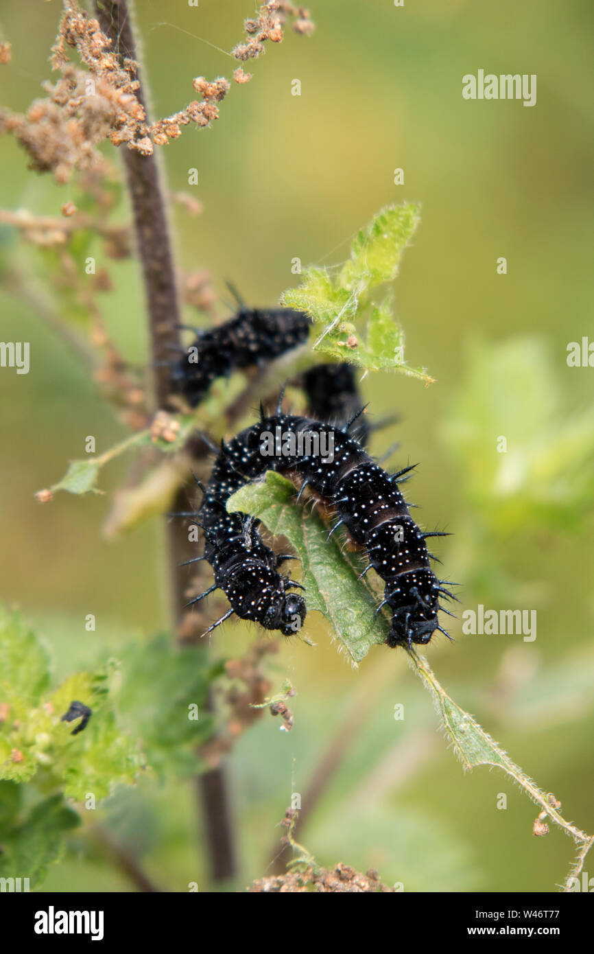 Tagpfauenauge Caterpillar auf Brennnessel (Urtica dioica), England, Großbritannien Stockfoto