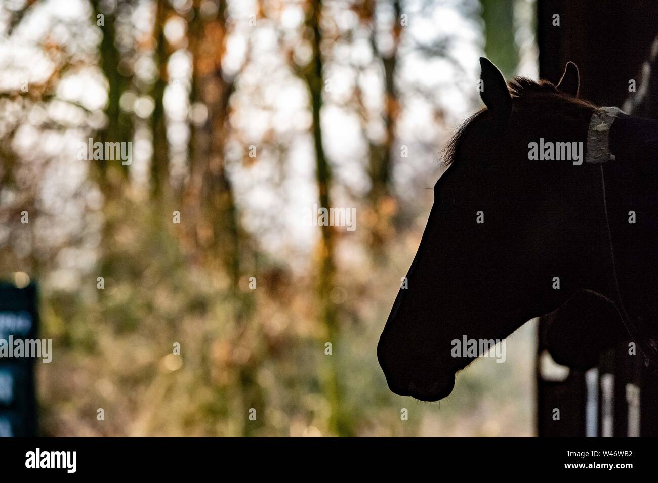 Jockeys übung Rennen Pferde auf Middleham galoppiert in North Yorkshire Stockfoto