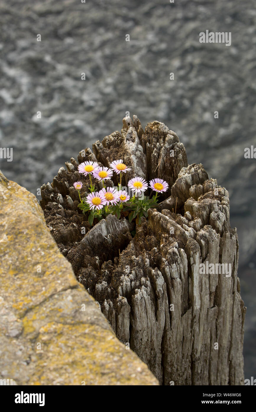 Ein Beispiel für Erigeron Glaucus, wachsen auf einem Holz stapeln neben West Bay Harbor in Dorset. Die Anlage wird von mehreren Namen wie Se bekannt Stockfoto
