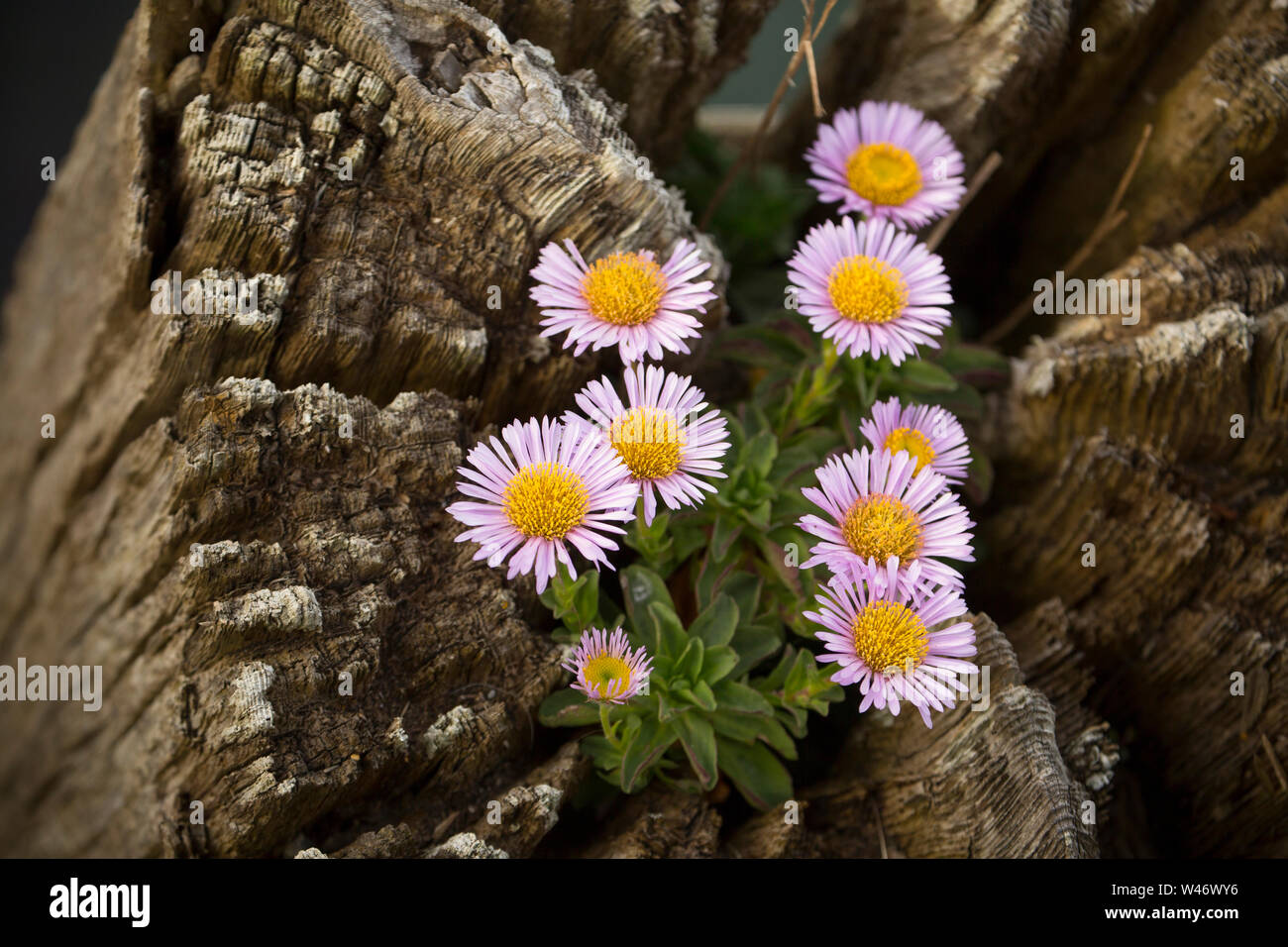 Ein Beispiel für Erigeron Glaucus, wachsen auf einem Holz stapeln neben West Bay Harbor in Dorset. Die Anlage wird von mehreren Namen wie Se bekannt Stockfoto