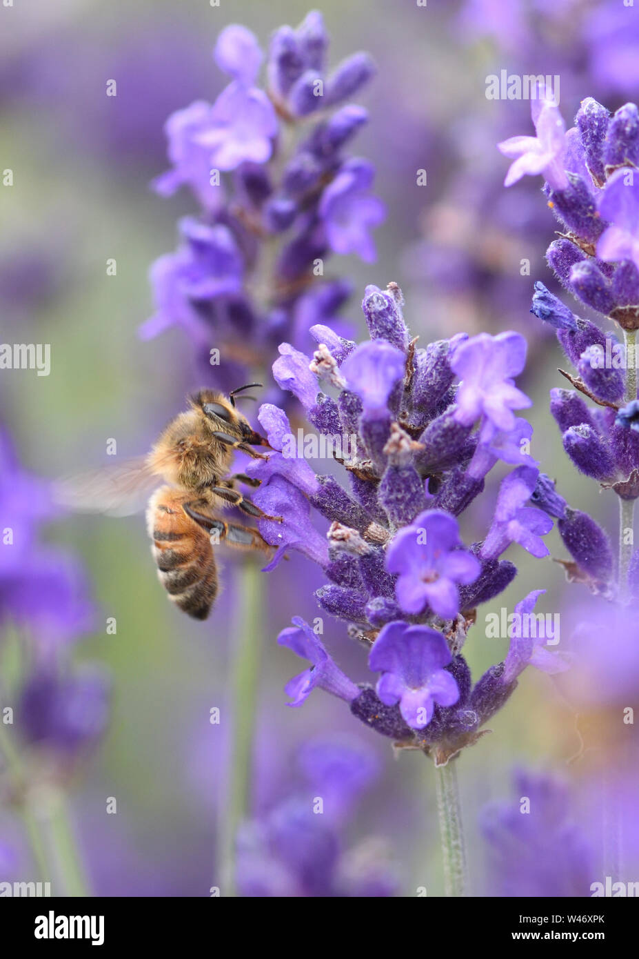 Eine Honigbiene (Apis mellifera), die mit dem Kopf in einem begraben Lavendel (Lavandula angustifolia) Blüte, wie es für Pollen und Nektar Futter. Bedgebury Wald Stockfoto