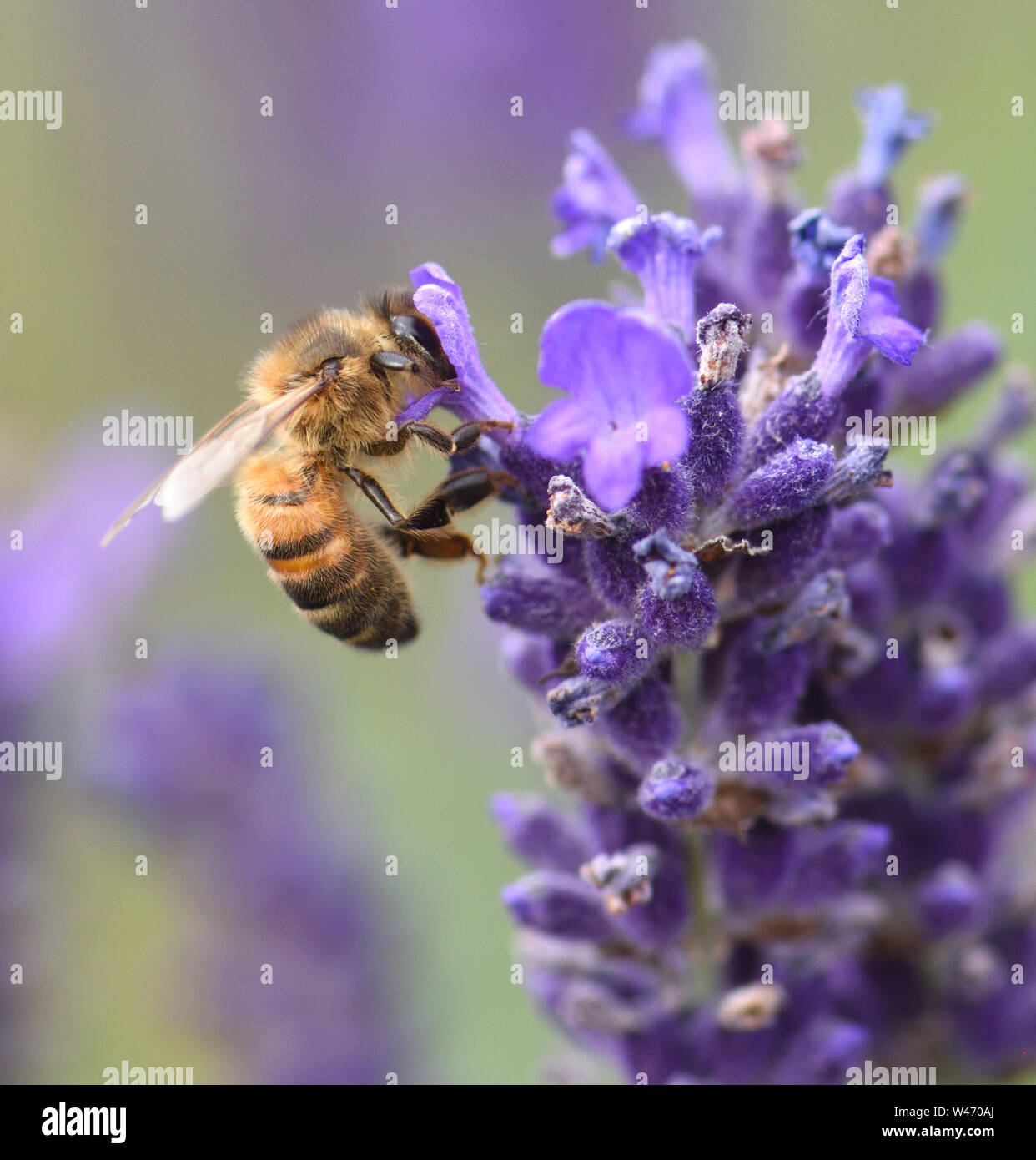 Eine Honigbiene (Apis mellifera), die mit dem Kopf in einem begraben Lavendel (Lavandula angustifolia) Blüte, wie es für Pollen und Nektar Futter. Bedgebury Wald Stockfoto