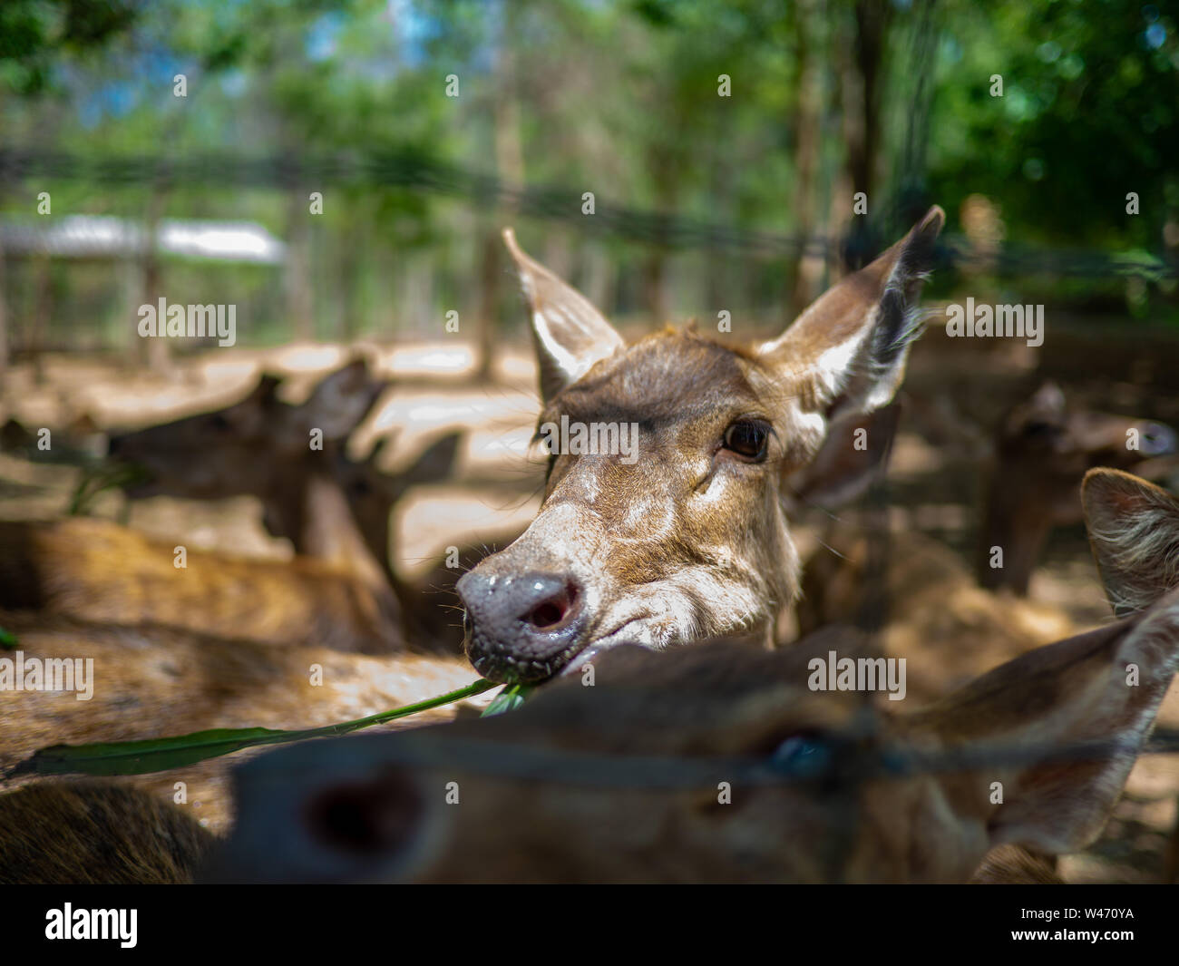 Rehe fressen Gras im Käfig, Nahaufnahme eines süßen fawn oder wenig Rehe Stockfoto