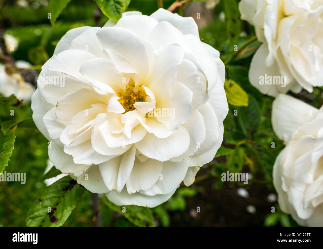 In der Nähe von white iceberg Rose Blume, Rosa Eisberg, East Lothian, Schottland, Großbritannien Stockfoto