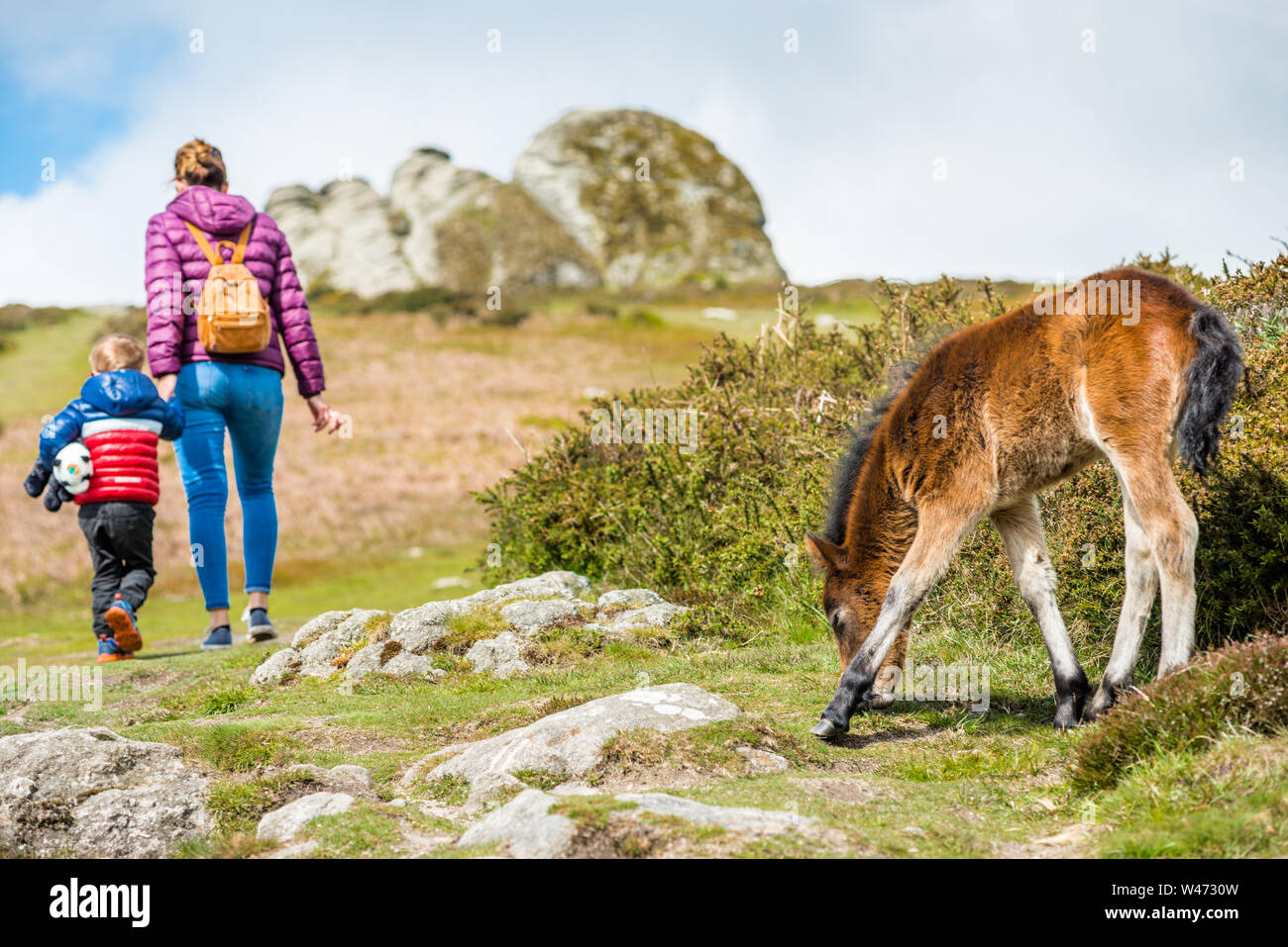 Dartmoor Pony Fohlen vor haytor Rock, Devon, West Country, England, UK. Stockfoto